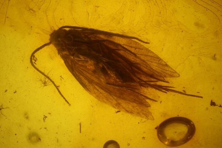 Fossil Hairy Moth (Lepidoptera) in Baltic Amber #170063